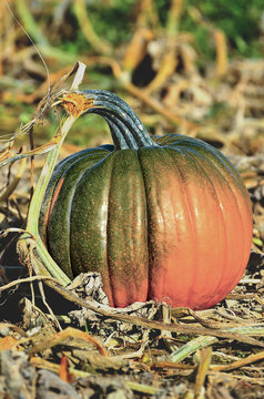 single pumpkin on broken stem