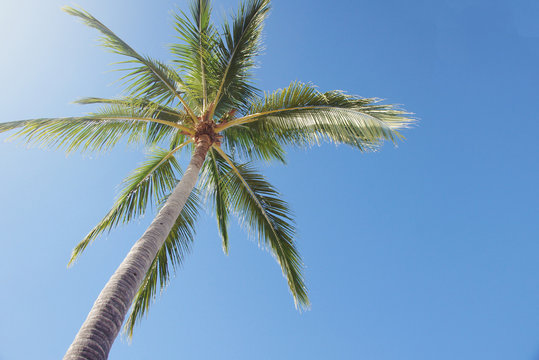 Beautiful palm tree against sunny sky