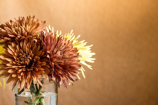 Bunch of autumn mums in front of a muted orange/brown backdrop.