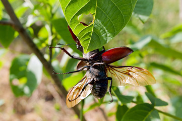 Stag beetle (Lucanus cervus L.) opens wings