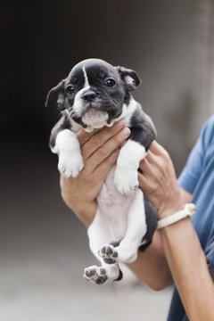 Cute french bulldog puppy looks at the camera while held by woman