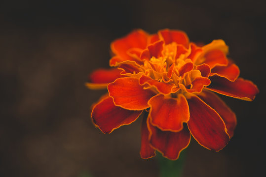 Burnt Orange Marigold