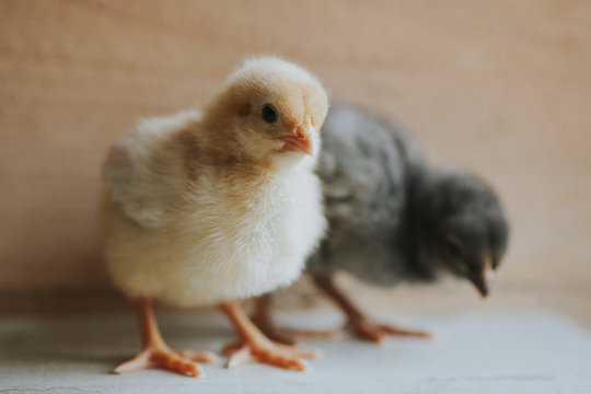 Baby chicks