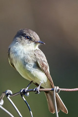 Eastern Phoebe on Wire