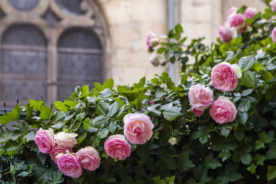 Pink Roses, Paris, France
