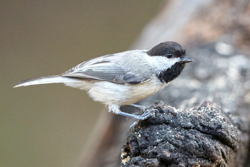 Black Capped Chickadee on Log