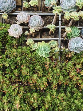 Succulent Garden 