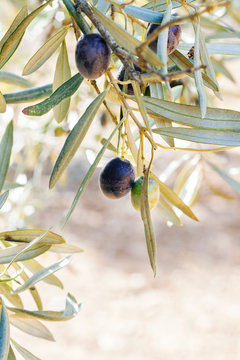 Detail of olives on the tree