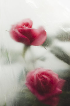 Abstract pink roses