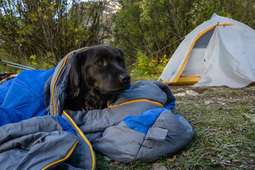 Dog Tent Camping