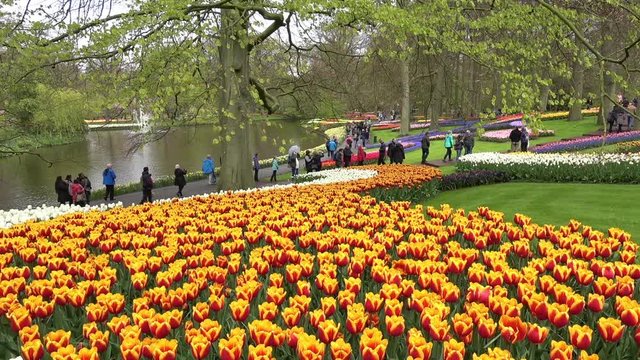 Colorful tulips on the river bank in Keukenhof park in Amsterdam area, Netherlands. Spring blossom in Keukenhof