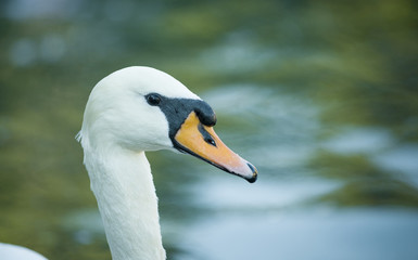 head and face of a white swan close-up against a background of water. the swan is swimming.