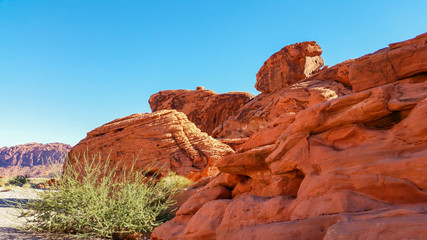 Desert scene with green bush