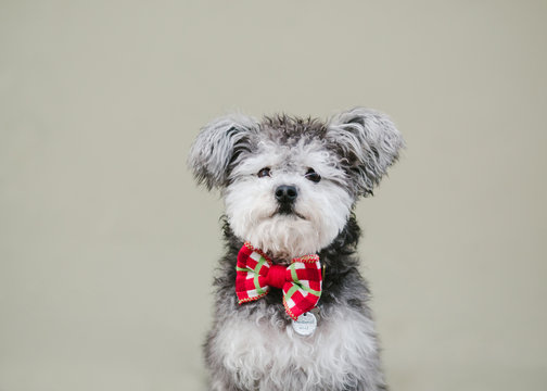 miniature terrier poodle dog wearing bow tie against plain wall
