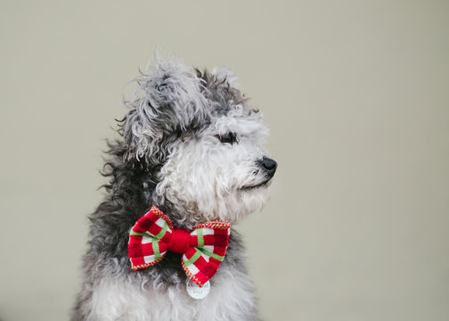 miniature terrier poodle dog wearing bow tie against plain wall
