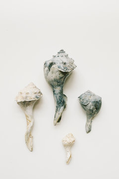 collection of weathered conch shells on white