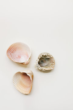 three cockle shells on white
