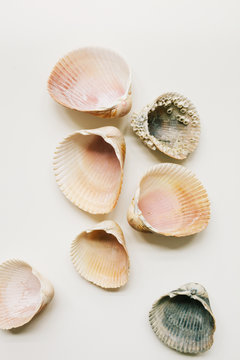 cockle shells scattered on a white background