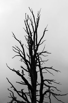 Dramatic silhouette of tree in stormy weather