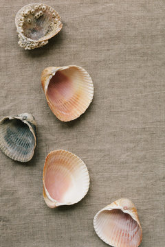 cockle shells scattered on a linen background