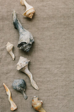 variety of weathered conch shells on linen