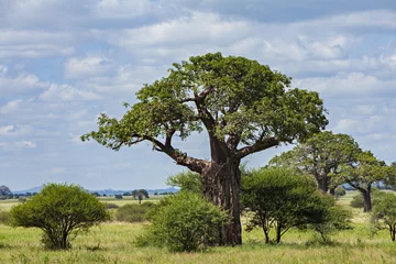 Foto op Canvas Baobab Boom © Richard Buchbinder