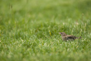 sparrow attracts the female and wings its wings on the green grass on the lawn.