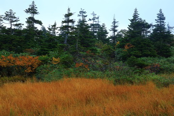 紅葉の三ツ石山