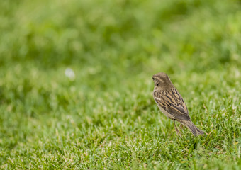 the sparrow is jumping on the green grass on the lawn.