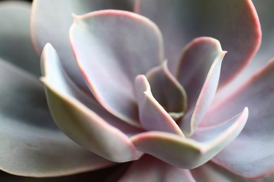 Echeveria succulent