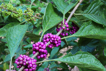 Close view of purple and green beautyberry bush berries
