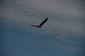Juvenile Bald Eagle