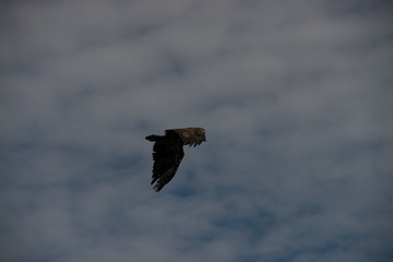 Juvenile Bald Eagle