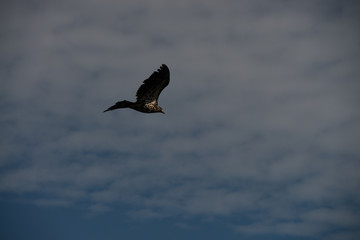 Juvenile Bald Eagle