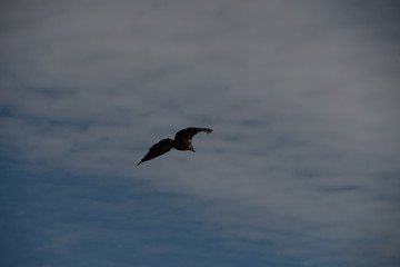 Juvenile Bald Eagle