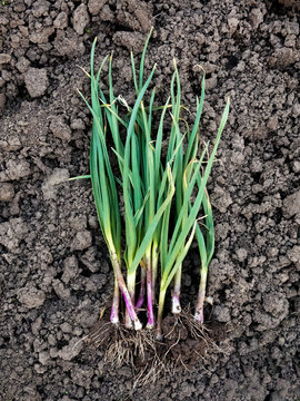 Spring green garlic on soil