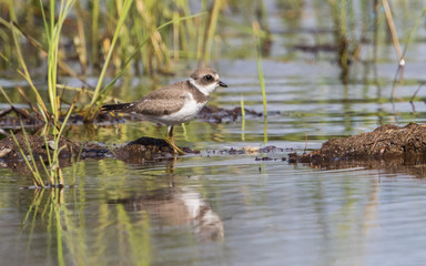 Juvenile Semipalmated Plover