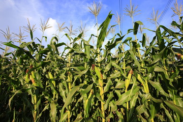 Corn Field