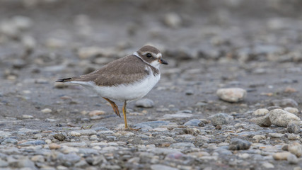 Juvenile Semipalmated Plover
