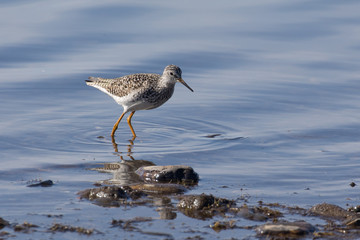 Lesser Yellowlegs