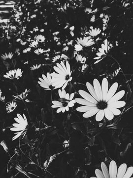 Daisies Background Black And White Tumblr