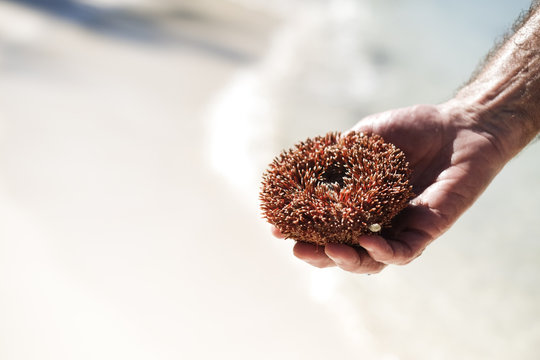 Male Hand Holding A Sea Red Urchin