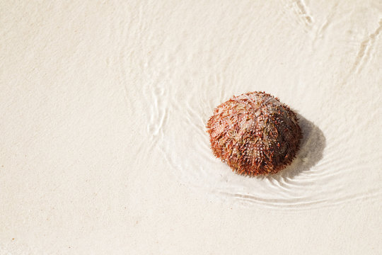 Sea Urchin Red On The Shore