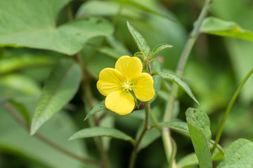 Yellow little flower in Tahiti, Polynesia
