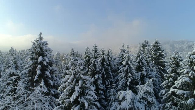 AERIAL CLOSE UP: Early morning fog rising above white spruce forest covered in snow on sunny winter day. Spectacular forest wrapped in morning mist and snow in sunny winter. Wintry forest landscape