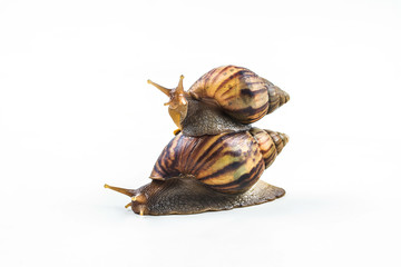 snails on white background  ,Can convey the love of family or Love between mother and child
