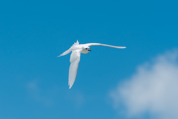     White tern, beautiful white bird of Polynesia, Tahiti, Gygis alba, peace symbol 
