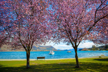 pink flower blooming in lake wanaka south land new zealand
