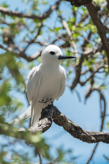     White tern, beautiful white bird of Polynesia, Tahiti, Gygis alba, peace symbol 
