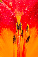 Pollen on stems of Lilly in red and orange